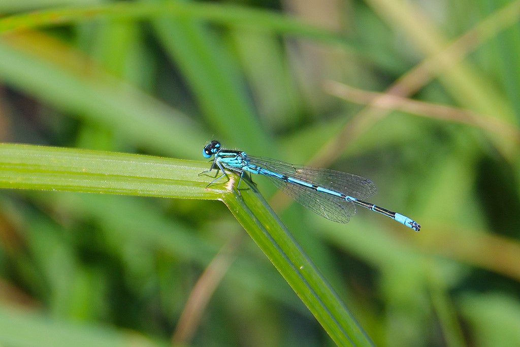 Libelle auf dem Aquasela-Pfad