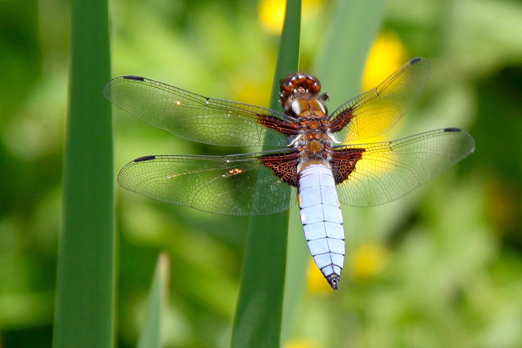 Una libellula dal ventre piatto su una foglia