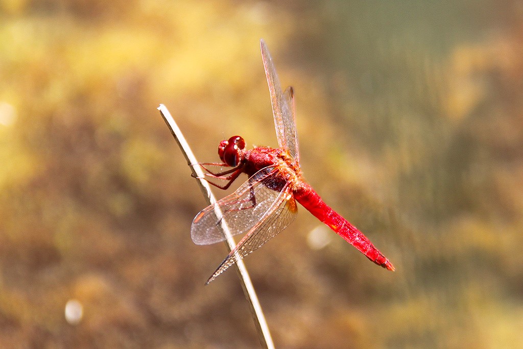 Scarafaggio precoce su un sentiero naturale a Puschlav